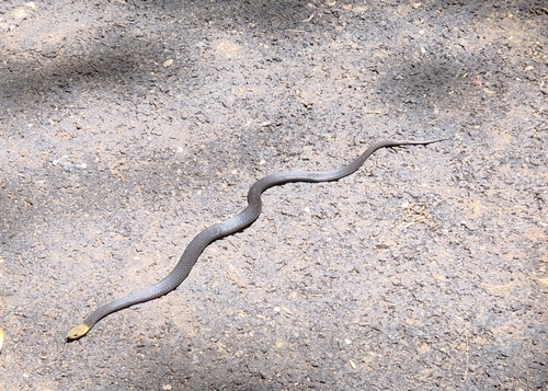 Marsh Snake sighting