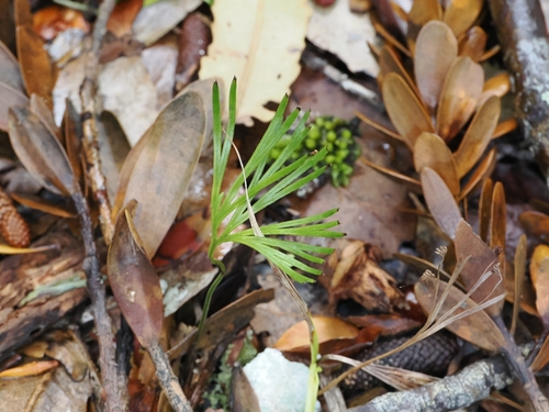 Schizaea dichotoma observed 2025-12-19