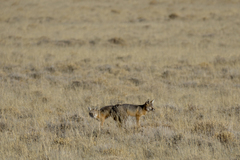 Vulpes macrotis