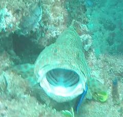 Epinephelus bilobatus