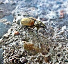 Naupactus verecundus