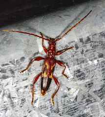 Coptocercus aberrans