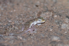 Stenodactylus sthenodactylus