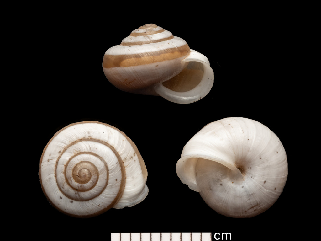 white scrubsnail