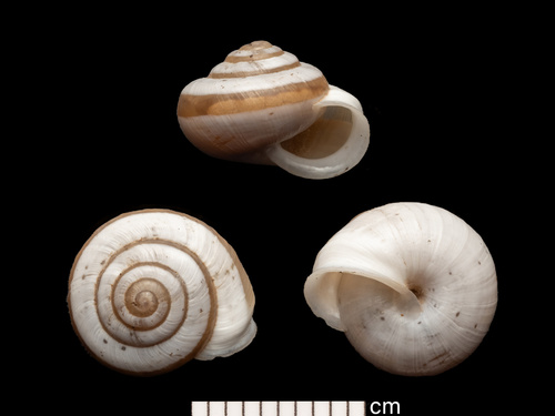 white scrubsnail