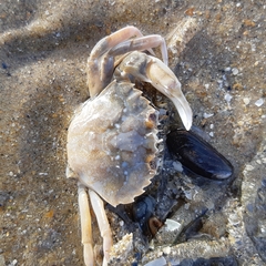 Liocarcinus vernalis