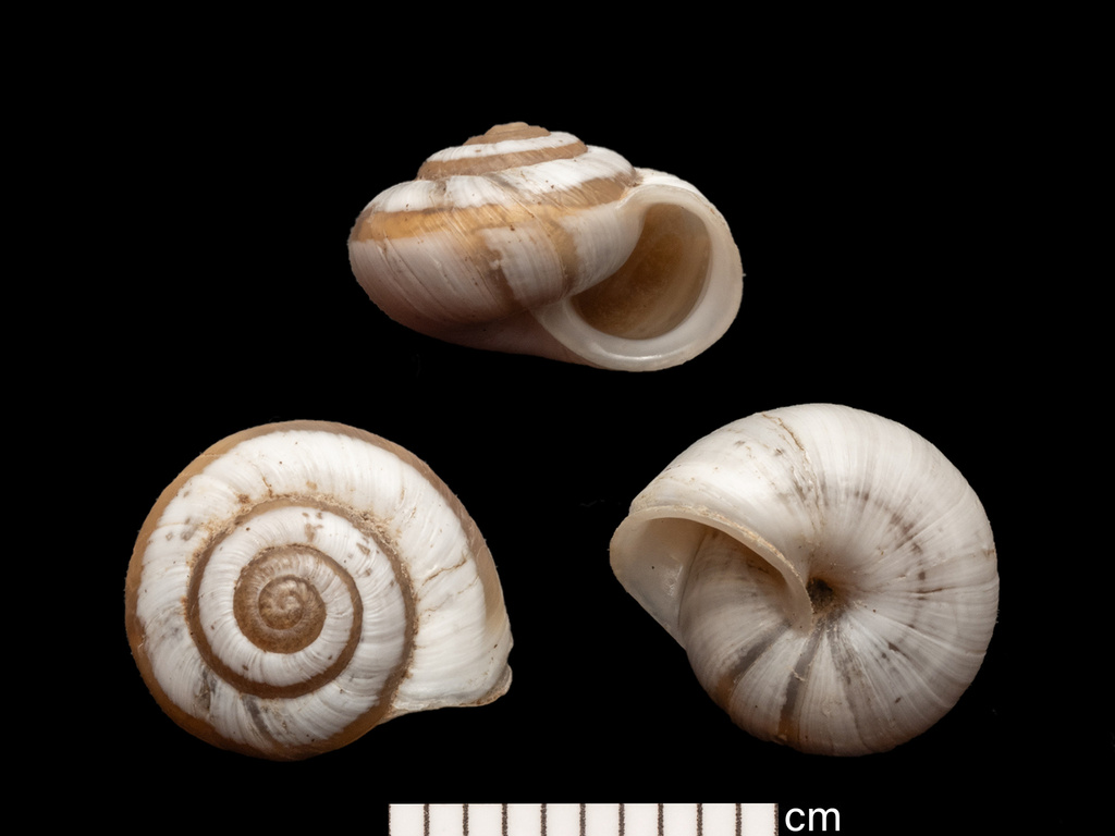 banded scrubsnail