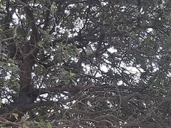 Myiopsitta monachus