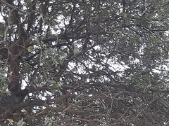Myiopsitta monachus