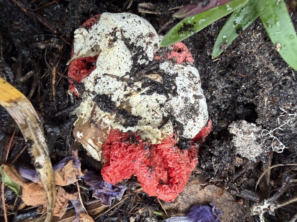 Clathrus ruber · December 2025 · photo: © emmacutting (iNaturalist, cc-by)