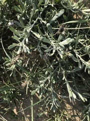 Senecio crassiflorus