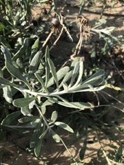 Senecio crassiflorus