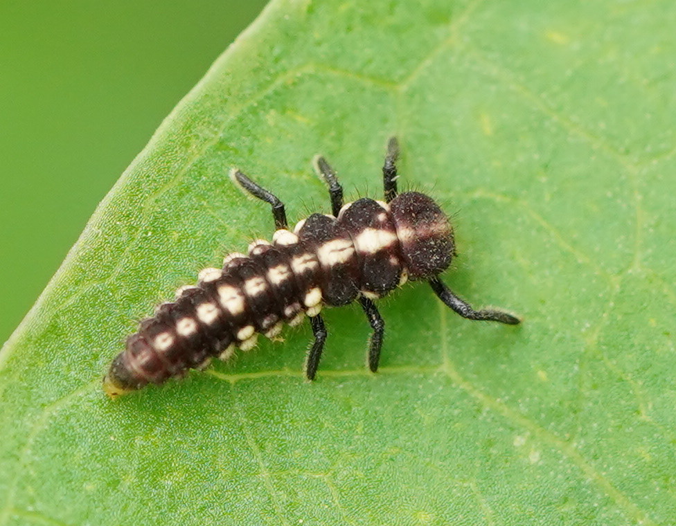 Striped Ladybird (Micraspis frenata) Tomahawk, Tasmania