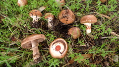 Pseudochitonia