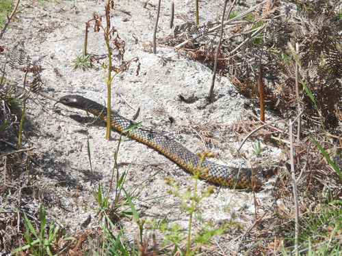 Tiger Snake sighting