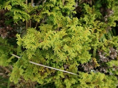 Chamaecyparis pisifera