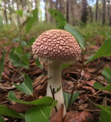 Boletellus ananas image