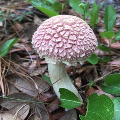 Boletellus ananas image
