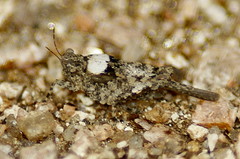 Paratettix mexicanus