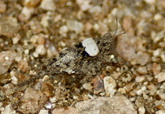 Paratettix mexicanus