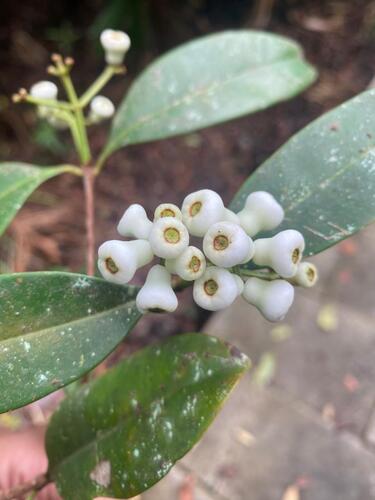 Syzygium incarnatum observed 2025-12-19
