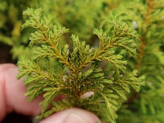 Chamaecyparis pisifera