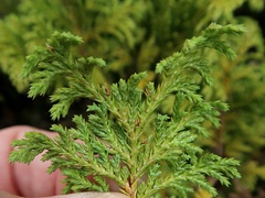 Chamaecyparis pisifera