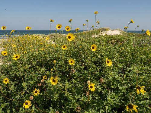 Runyon's Sunflower (Helianthus praecox)