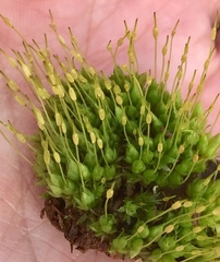 Funaria flavicans
