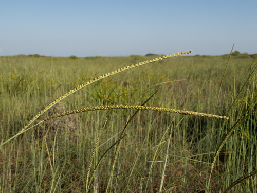 Gulfdune Paspalum (Paspalum monostachyum)
