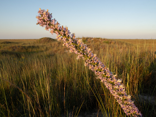 Carrizo gayfeather (Liatris carrizana)