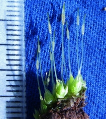 Funaria flavicans