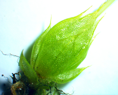 Funaria flavicans