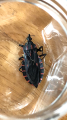 Panstrongylus megistus