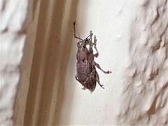 Chalepistes compressus