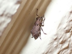 Chalepistes compressus