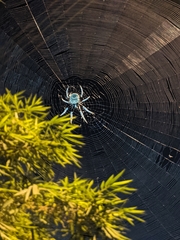Araneidae