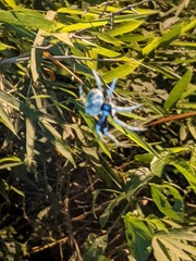Araneidae