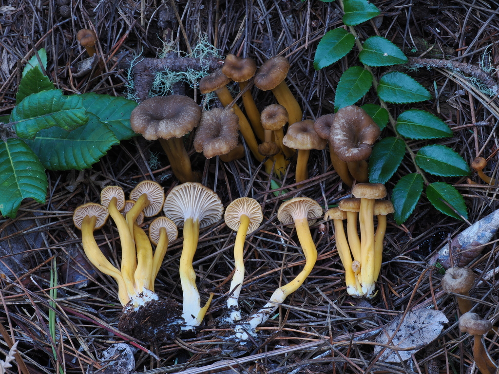 Craterellus tubaeformis · December 2025 · photo: © alan_rockefeller (iNaturalist, cc-by-sa)