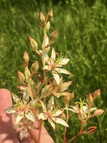 Sandbog Death Camas (Zigadenus glaberrimus)