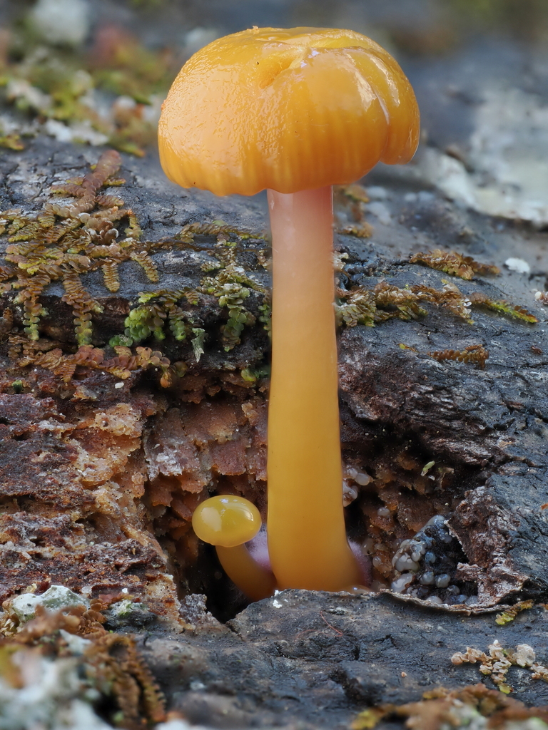 Chromosera loreleiae · December 2025 · photo: © alan_rockefeller (iNaturalist, cc-by-sa)