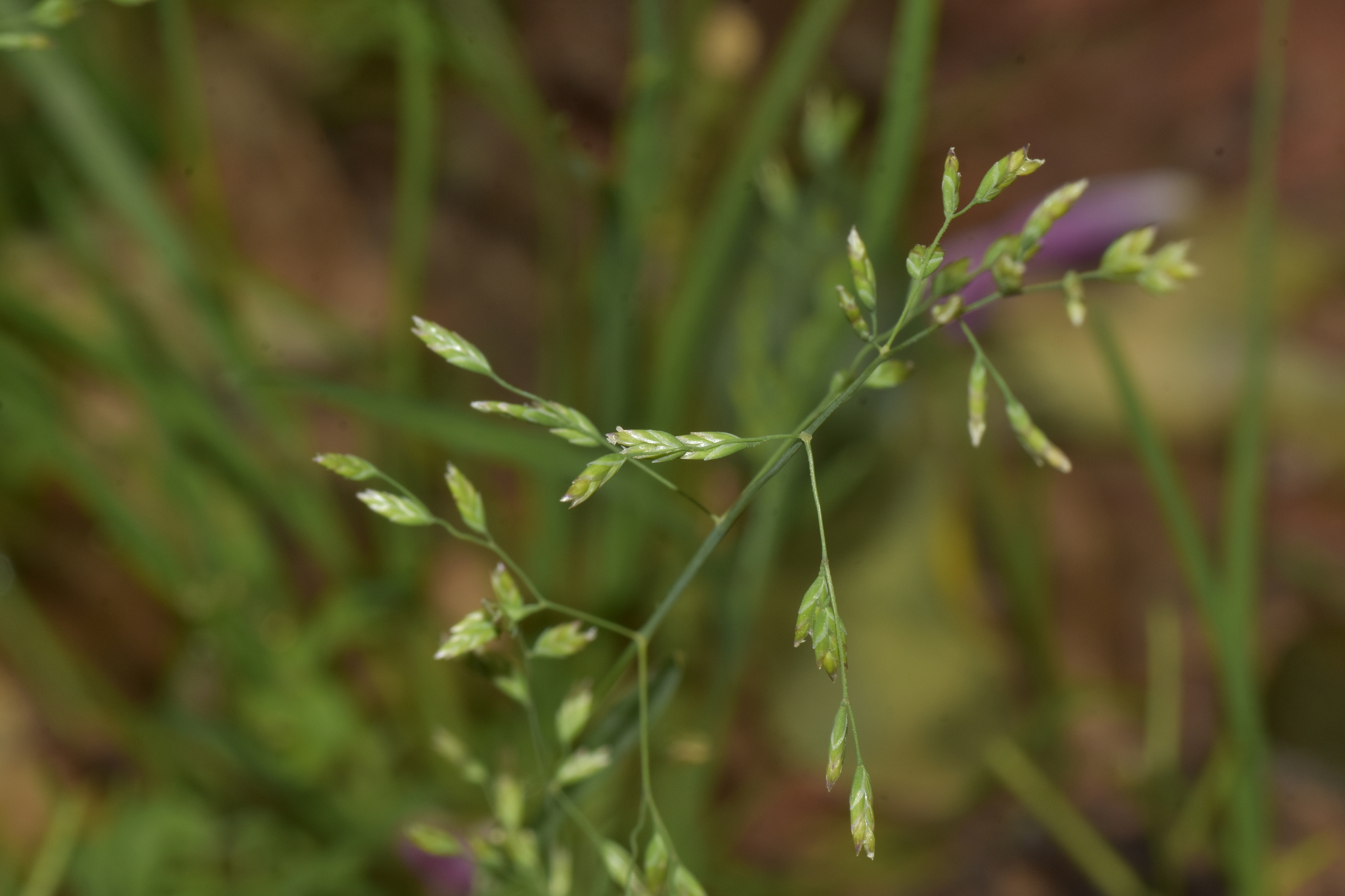Poa annua — ảnh 2