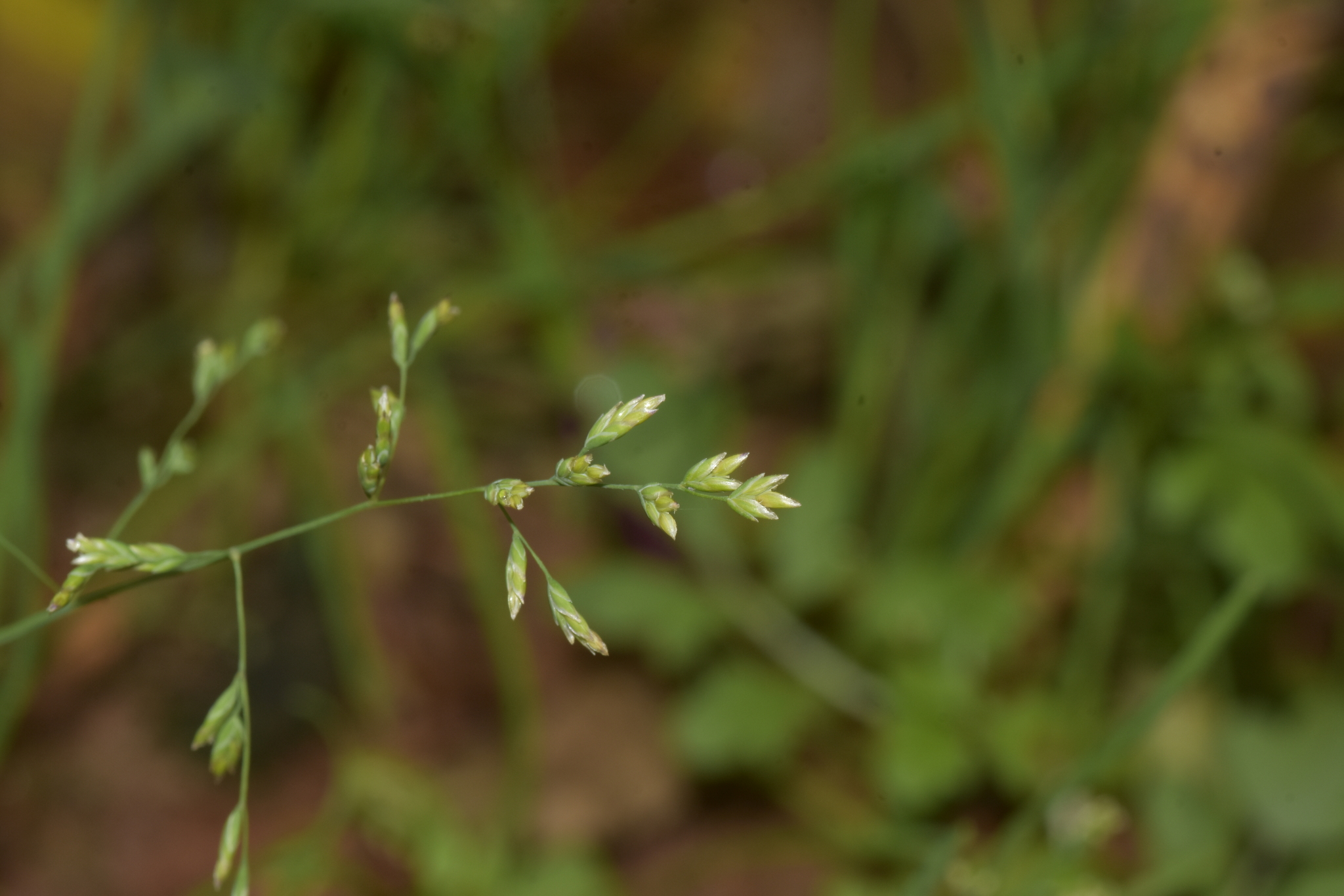 Poa annua (Poa annua)