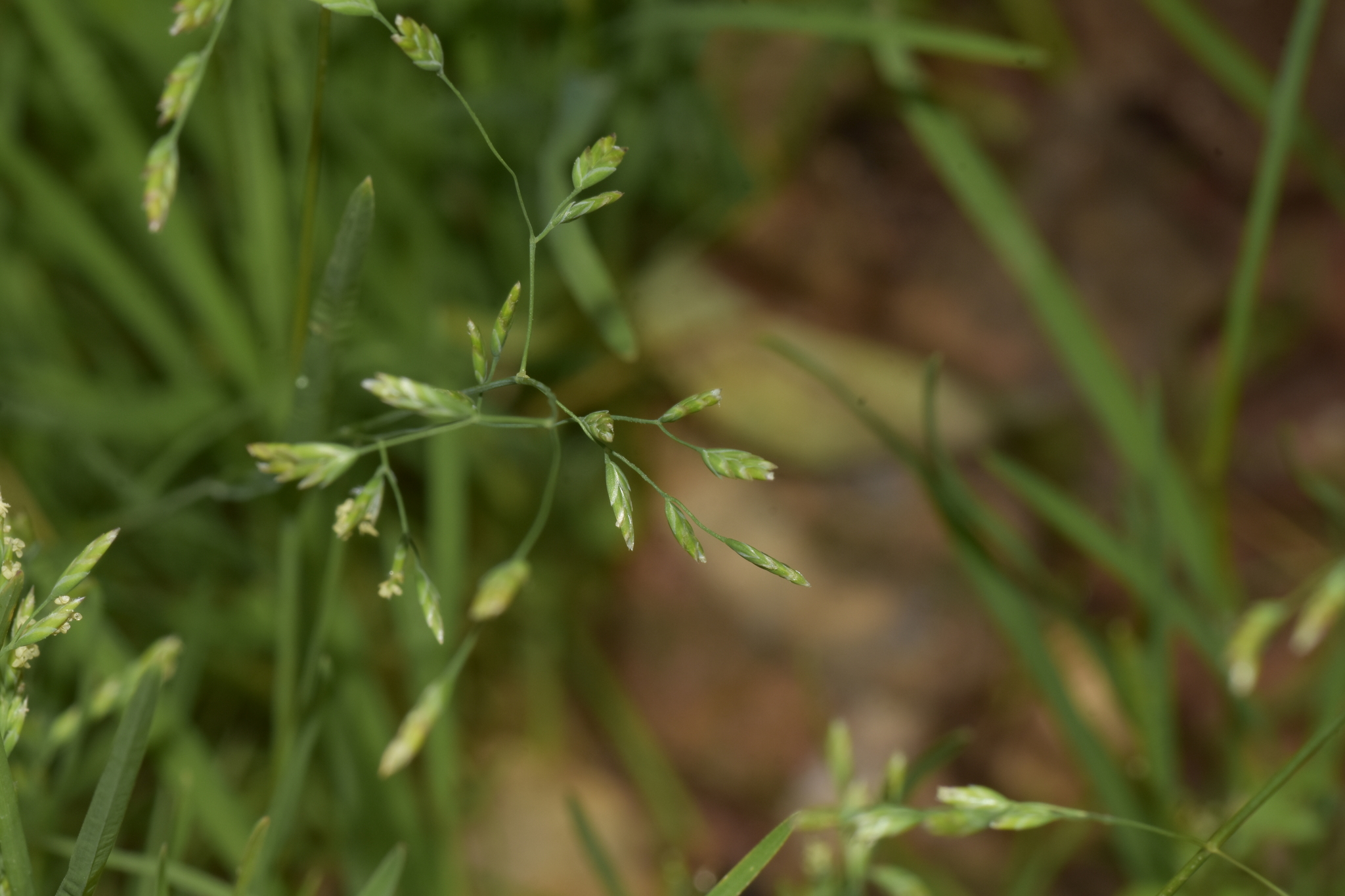 Poa annua — ảnh 3