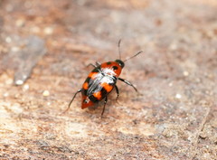 Scaphidiinae
