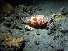 Conus geographus