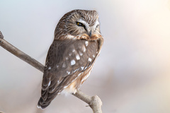 Northern Saw-Whet Owl photo 6