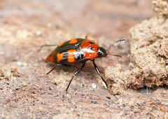 Scaphidiinae