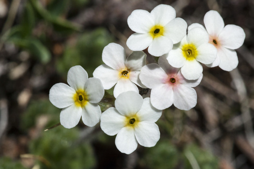 Lehmann's rockjasmine (Androsace lehmanniana)