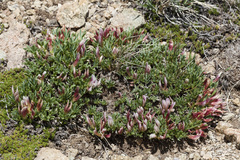 Trifolium nanum